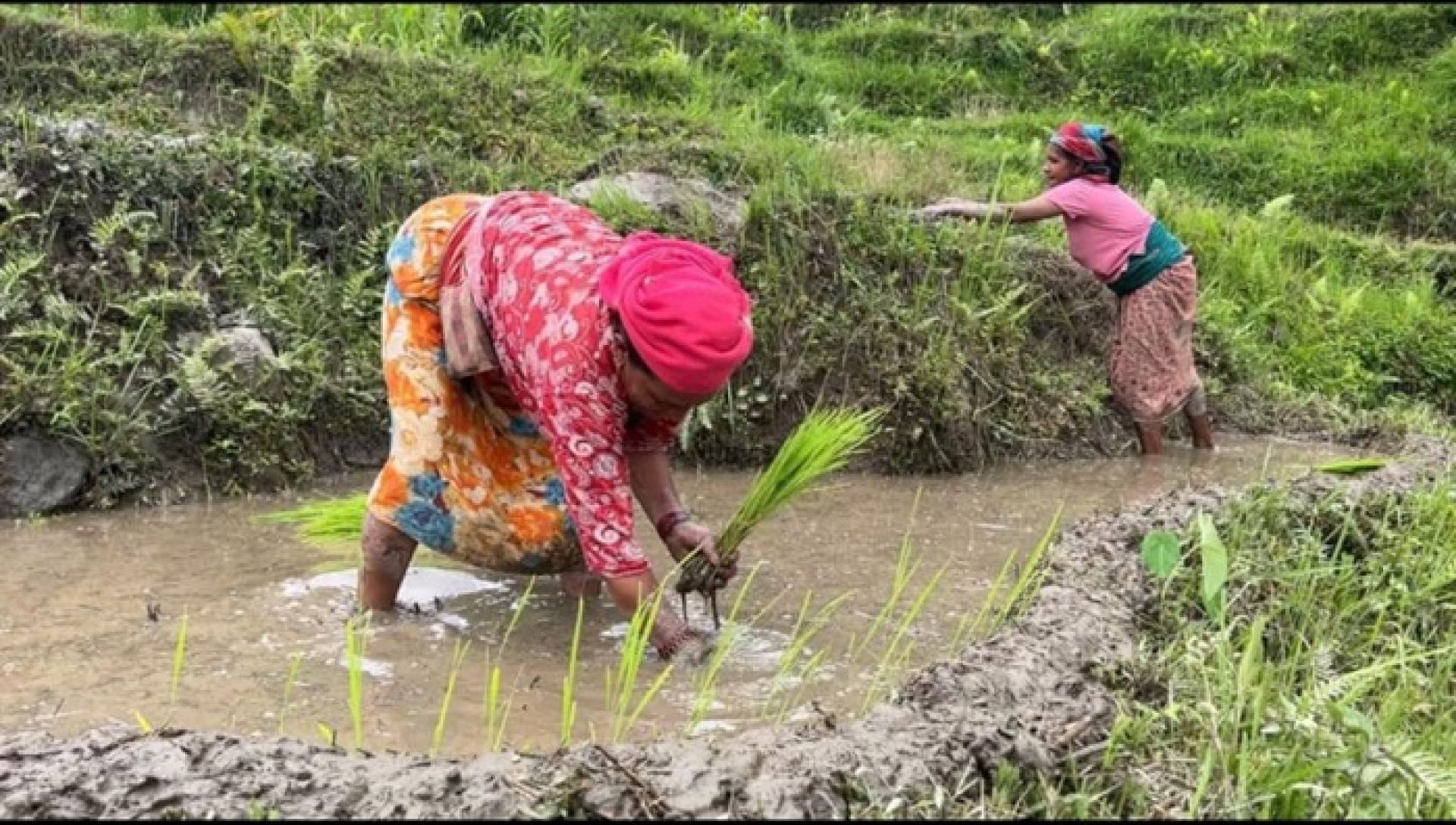 पर्वतमा जेठदखि नै धान र कोदो रोपाइँ